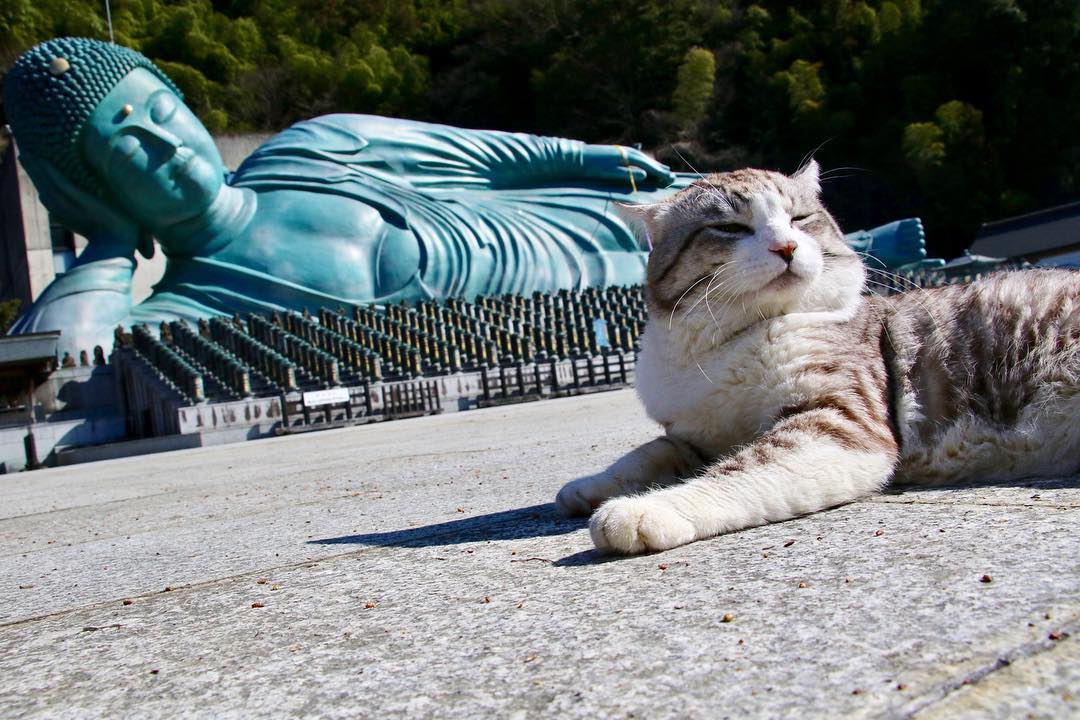 Ньянкичи - фотогеничный кот из Японии