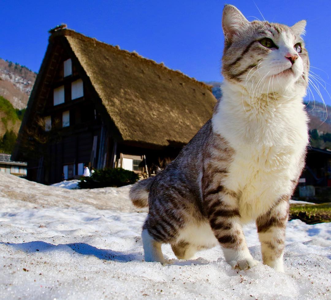 Фото где коты. Швейцарский кот. Швейцарская кошка. Фотогеничный кот. Ньянкичи.