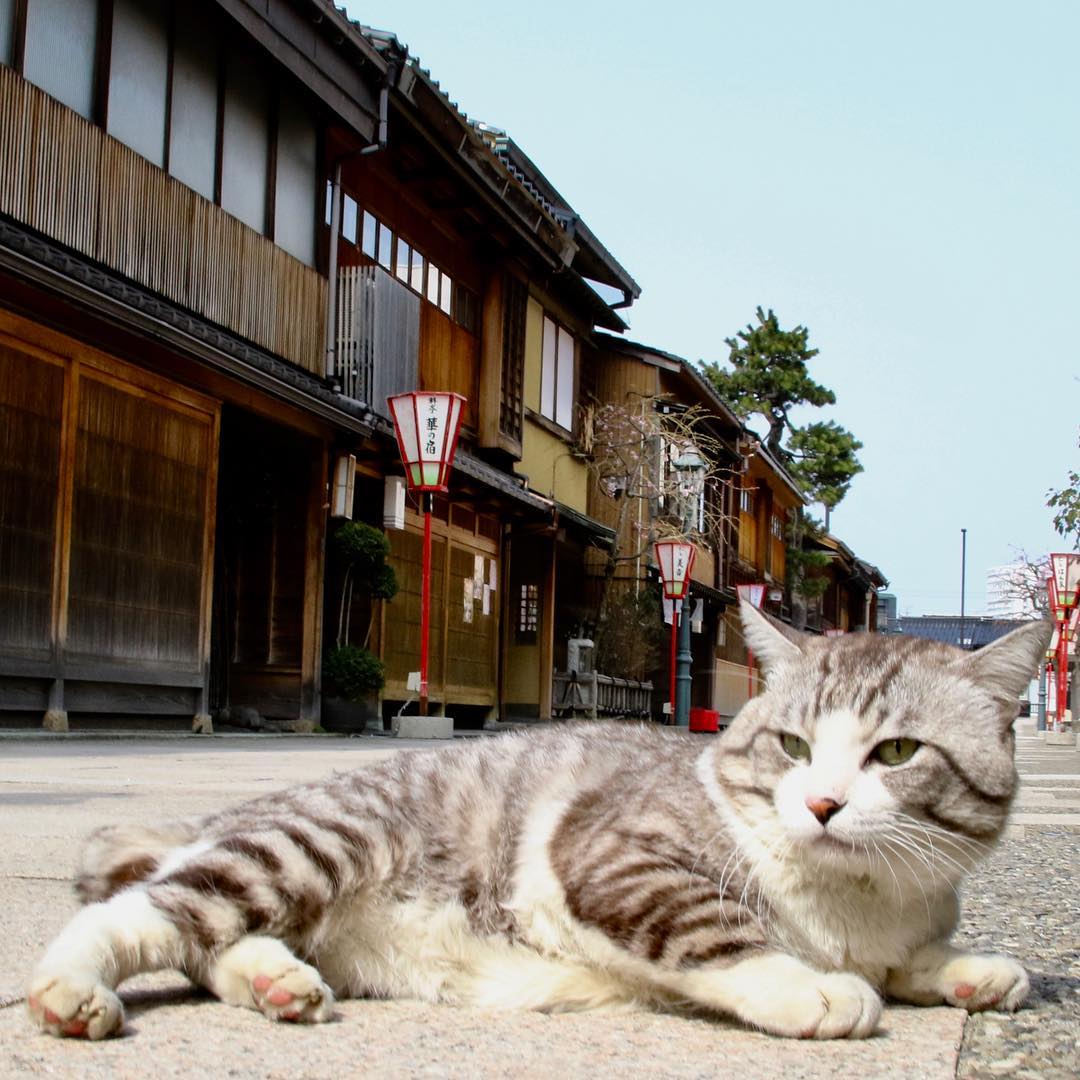 Ньянкичи - фотогеничный кот из Японии