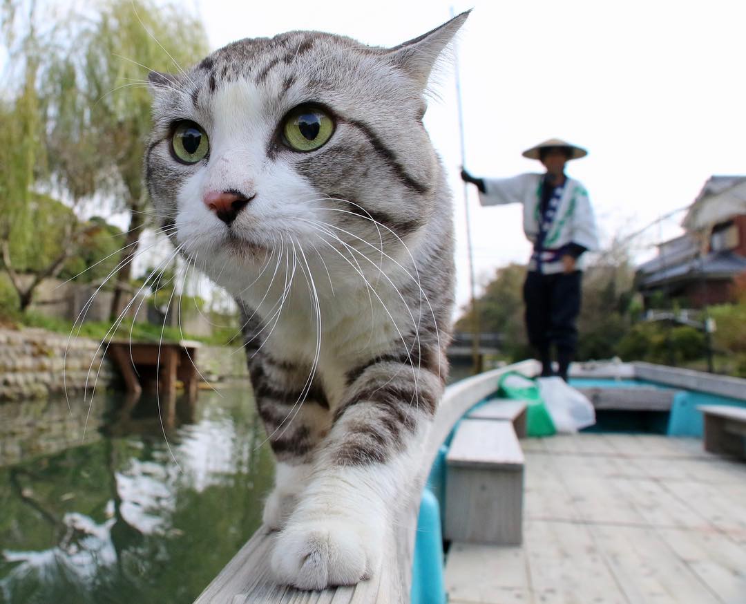 Ньянкичи - фотогеничный кот из Японии