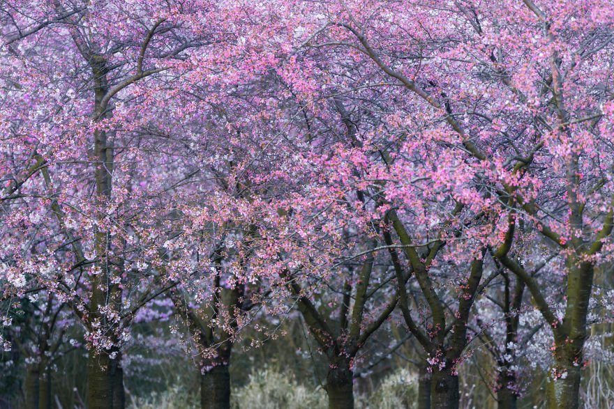 Цветущая вишня в Амстердаме