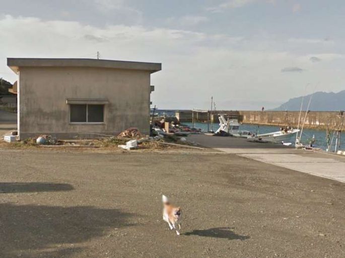 Пес испортил панораму Google Maps и прославился на весь мир