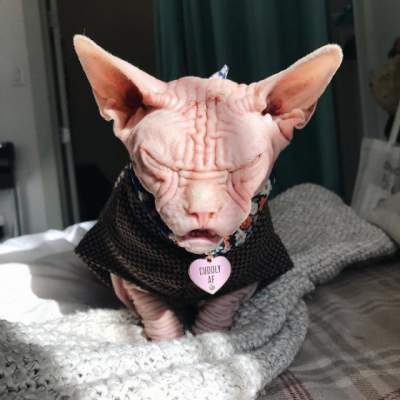 Кот покорил Instagram «испепеляющим» взглядом