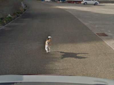  Сеть в восторге от собаки, угодившей на панораму Google Maps