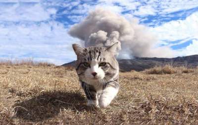 Фотогеничный кот из Японии покорил Сеть