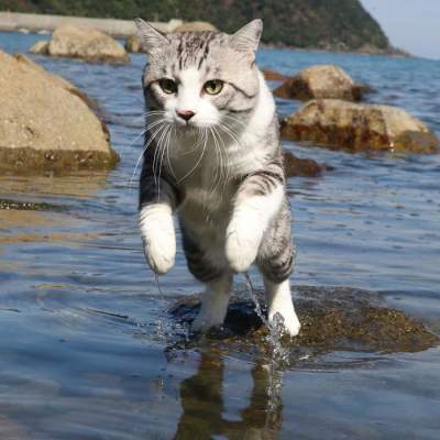 Фотогеничный кот из Японии покорил Сеть