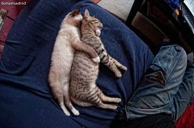 Забавные позы спящих котов 