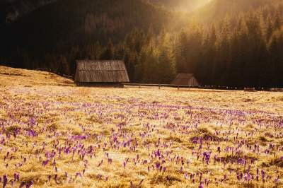 Фотограф показал, как прекрасна весна в польских горах. Фото