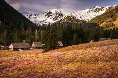 Фотограф показал, как прекрасна весна в польских горах. Фото