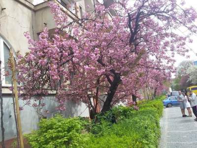 Цветение сакуры в Ужгороде показали в ярких снимках. Фото