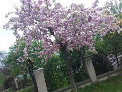 Цветение сакуры в Ужгороде показали в ярких снимках. Фото