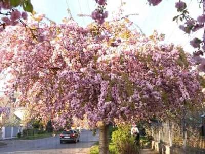 Цветение сакуры в Ужгороде показали в ярких снимках. Фото