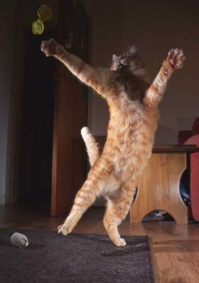 Новый флешмоб: Сеть покорили танцующие коты