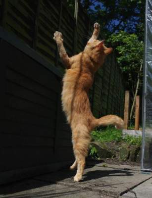 Новый флешмоб: Сеть покорили танцующие коты