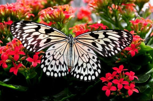 Красота и великолепие бабочек