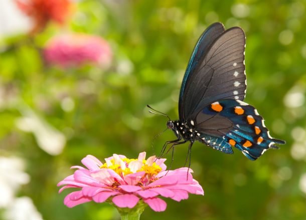 Красота и великолепие бабочек
