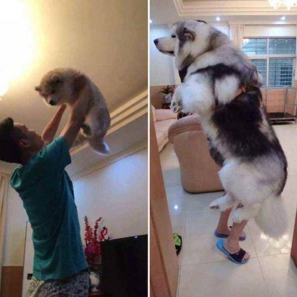 Воссозданные фото собак: тогда и сейчас