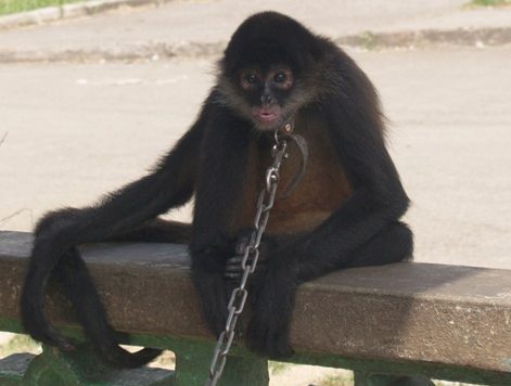 В Пакистане поймали обезьяну-"нелегала"