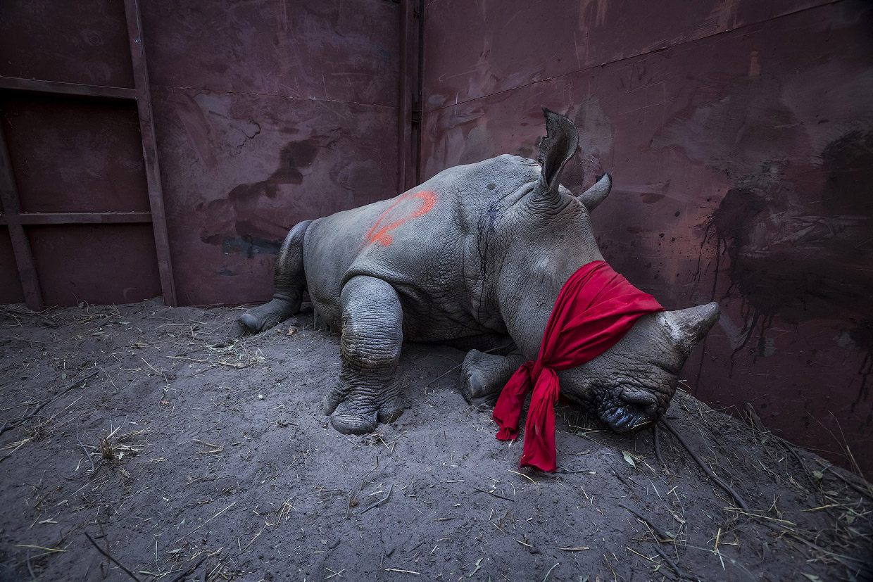 Победители конкурса фоторепортеров World Press Photo 2018