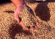 Урожай зерновых составил почти 40 миллионов тонн  