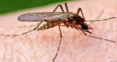 Стало известно, как малярийные комары выбирают жертв
