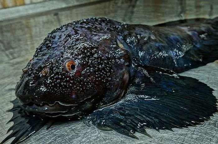 Мурманский рыбак фотографирует самых необычных обитателей моря. ФОТО