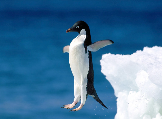 Пингвины оценивают время погружения по числу взмахов крыльями