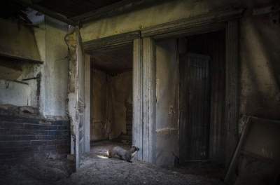 Трогательные снимки заброшенных домов, в которых поселились звери. Фото