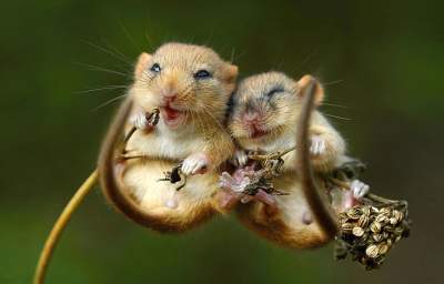 Маленькие мышки стали героями необычной фотосессии. Фото