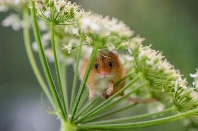 Маленькие мышки стали героями необычной фотосессии. Фото