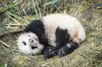 Работа мечты: за что няни панд получают 23 тысячи долларов в год. Фото