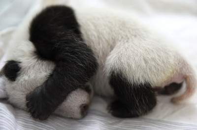 Работа мечты: за что няни панд получают 23 тысячи долларов в год. Фото