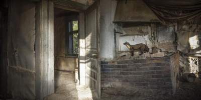Трогательные снимки заброшенных домов, в которых поселились звери. Фото