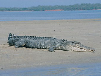 Агрессивный крокодил загнал австралийских рыбаков на деревья