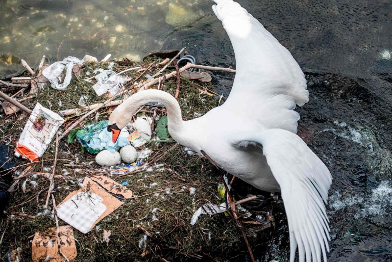 Самка лебедя свила гнездо из мусора и отложила в него яйца