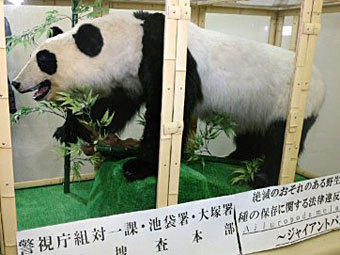 Китайца арестовали за попытку продать чучело "80-процентной панды"