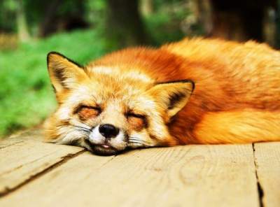 Спящие дикие животные стали героями нового фотопроекта. Фото