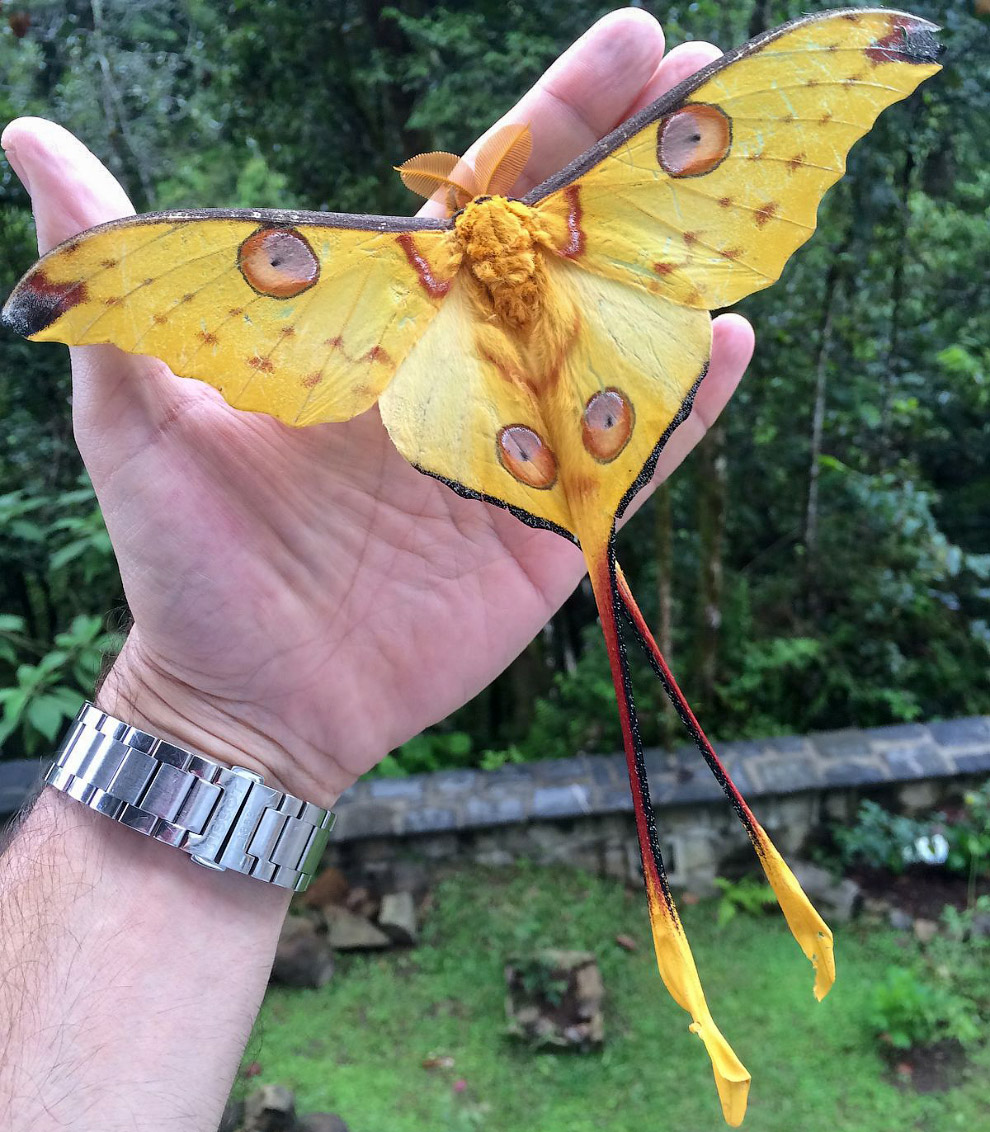 гигантские бабочки фото