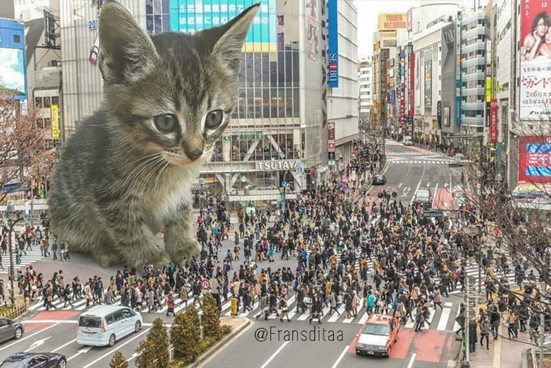 Гигантские кошки в городских ландшафтах