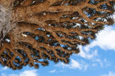 Сокотра: здесь растут самые необычные деревья на планете. Фото
