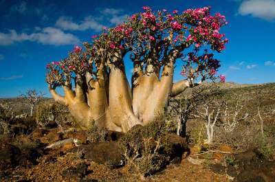 Сокотра: здесь растут самые необычные деревья на планете. Фото
