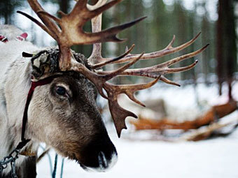 На российско-финской границе застряли северные олени