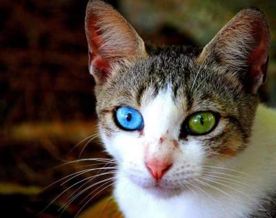  Завораживающая красота животных с разноцветными глазами. Фото