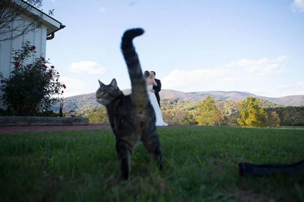 Коты, которые очень хотели попасть в кадр (ФОТО)