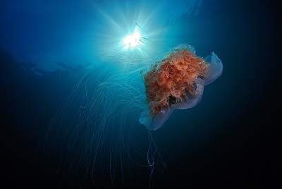   Это морское существо поражает своими размерами. Фото