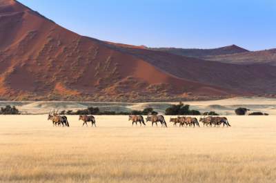 Страна алмазов: подборка кадров из сказочной Намибии. Фото