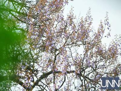 В Ужгороде расцвели уникальные деревья павловнии. Фото
