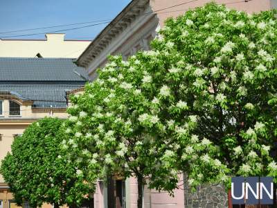 В Ужгороде расцвели уникальные деревья павловнии. Фото