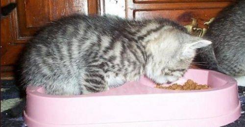 Смешные кошки, которые разучились правильно есть (ФОТО)
