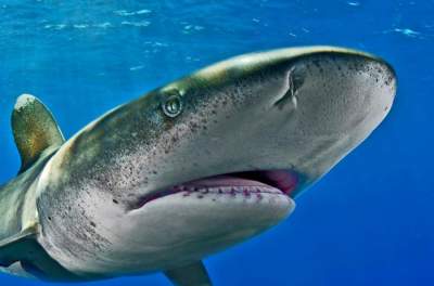 Фотограф рискнул жизнью ради этих снимков с акулами. Фото